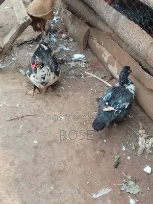 Duck (Bata)