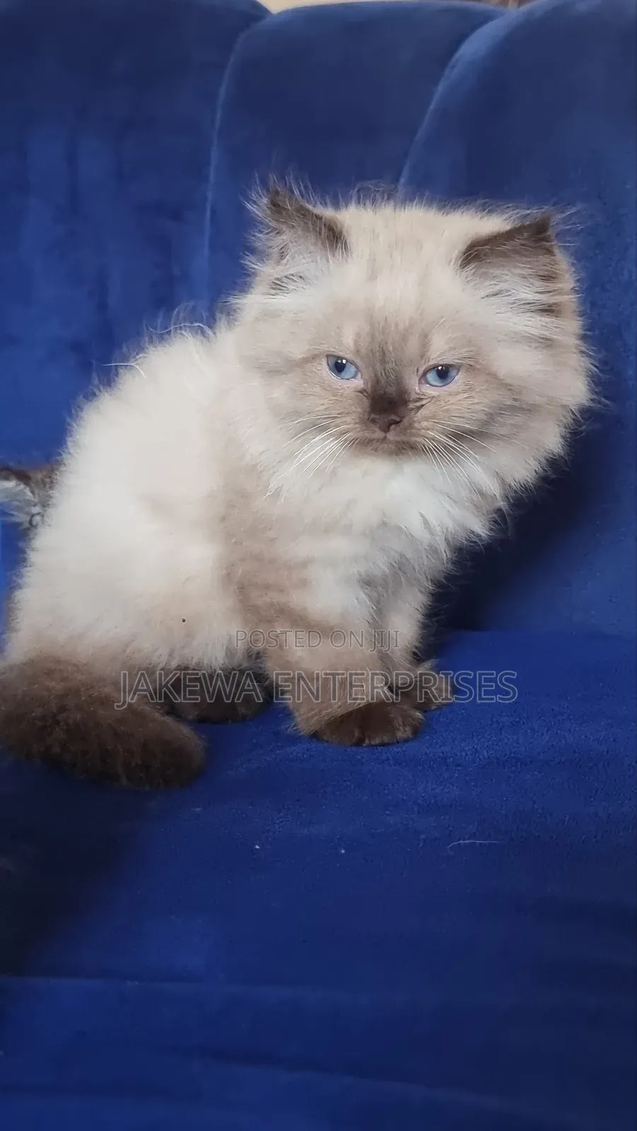 3-6 months Male Purebred Ragdoll