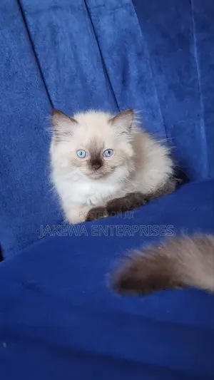 3-6 months Male Purebred Ragdoll