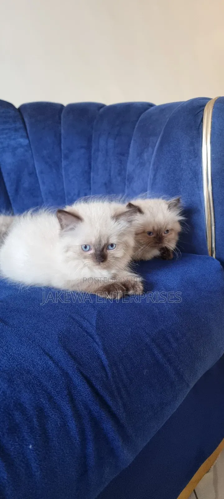 3-6 months Male Purebred Ragdoll