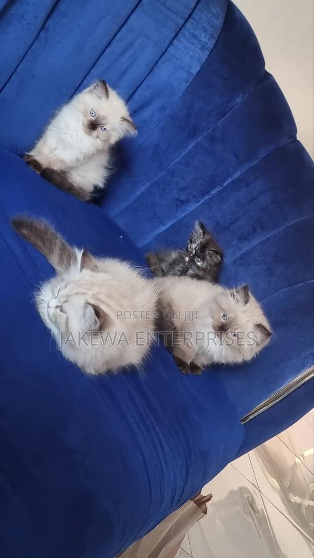 1-3 months Female Purebred Ragdoll - main view