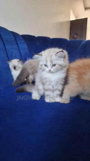 1-3 months Female Purebred Ragdoll