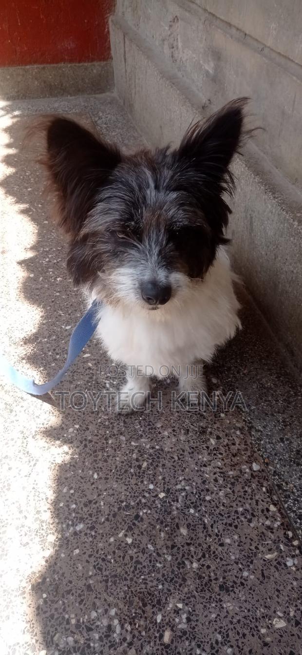 6-12 months Male Mixed Breed Japanese Spitz - main view