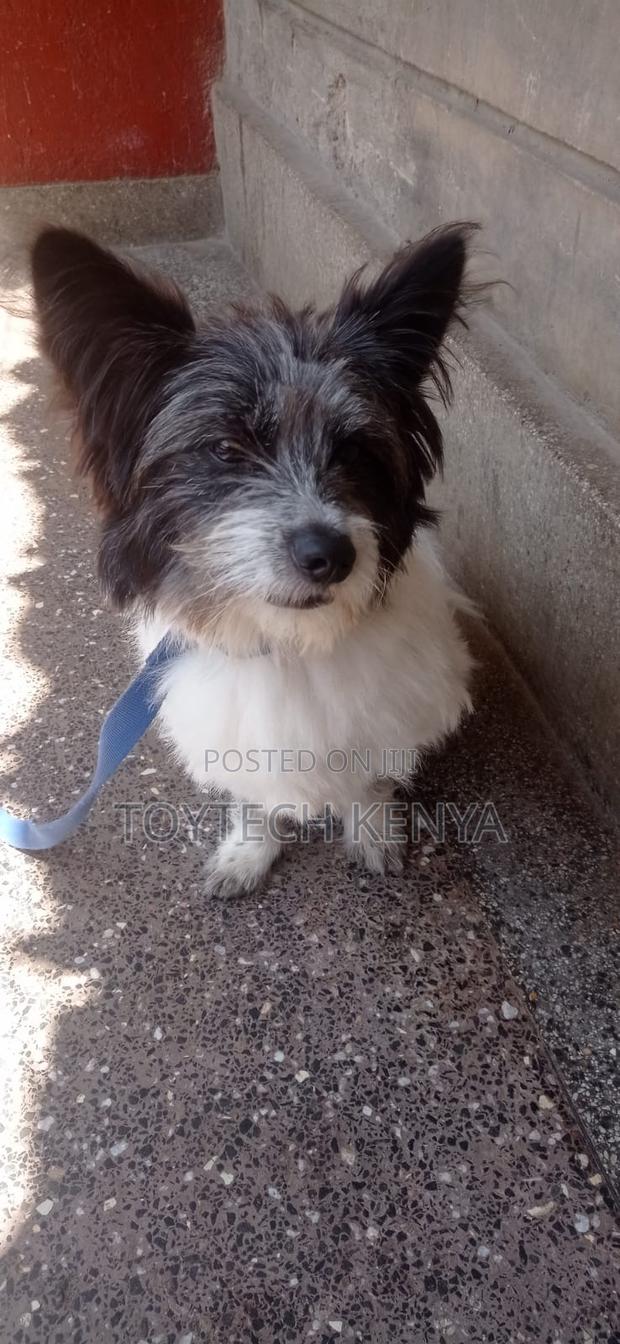 6-12 months Male Mixed Breed Japanese Spitz - thumbnail 3