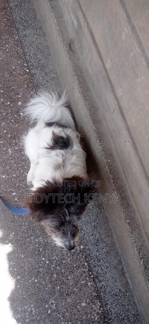 6-12 months Male Mixed Breed Japanese Spitz - thumbnail 5