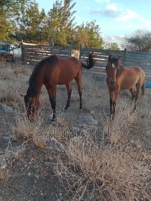 Horses for Sale - main view