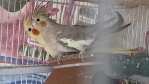 Cockatiel Quick Sale - main view