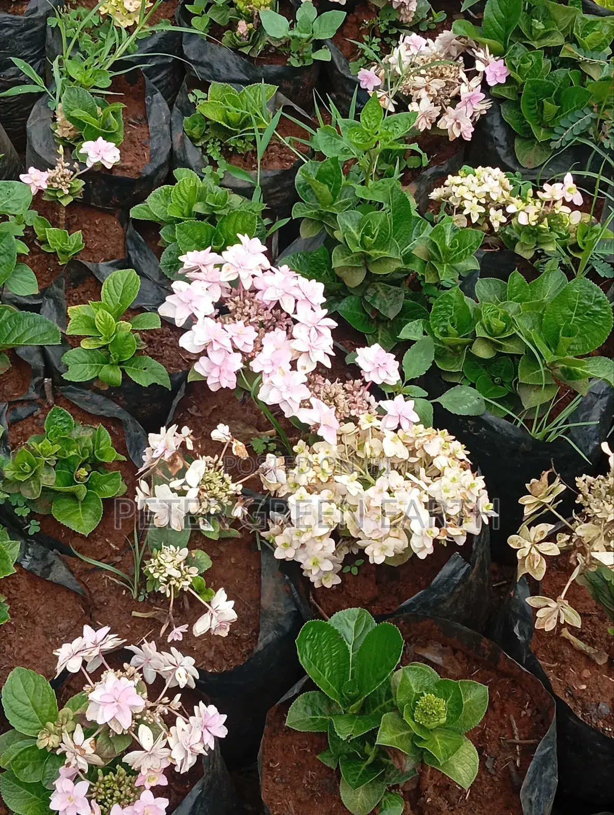 Flowering and Maintenance Serrvices