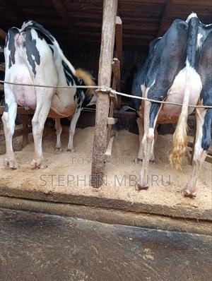 Selling Cows - thumbnail 2