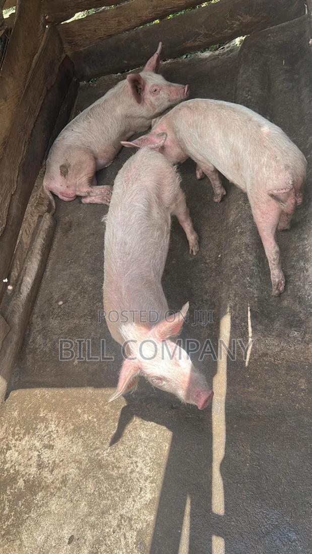 3 Male Pigs Each - main view
