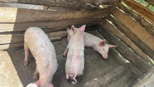 3 Male Pigs Each - thumbnail 2