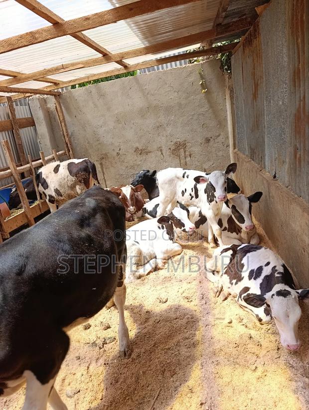 Bullying Heifers - main view