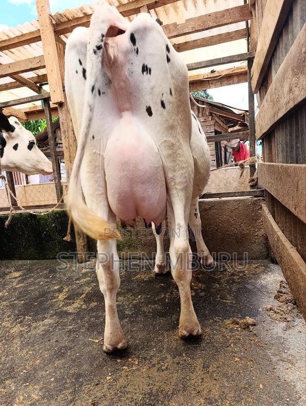 Pure Pedigree Hostein - main view