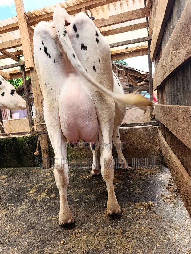 Pure Pedigree Hostein - thumbnail 2