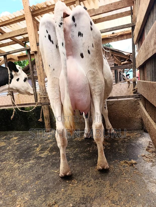 Pure Pedigree Hostein - thumbnail 3