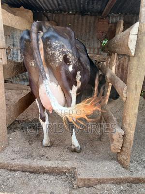 Guernsey Breed - thumbnail 2