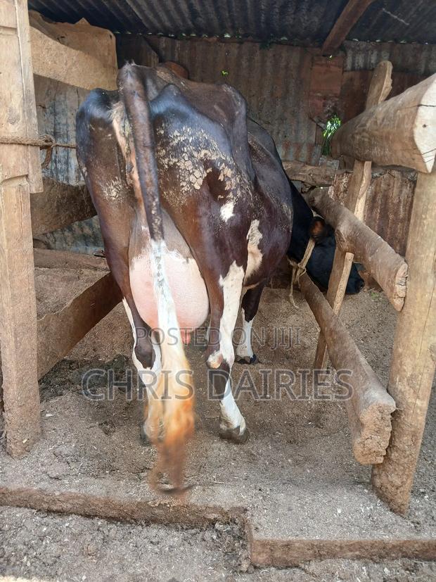 Guernsey Breed - thumbnail 3