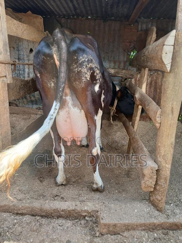 Guernsey Breed - thumbnail 4