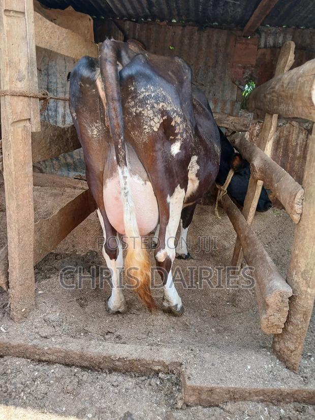 Guernsey Breed - thumbnail 5