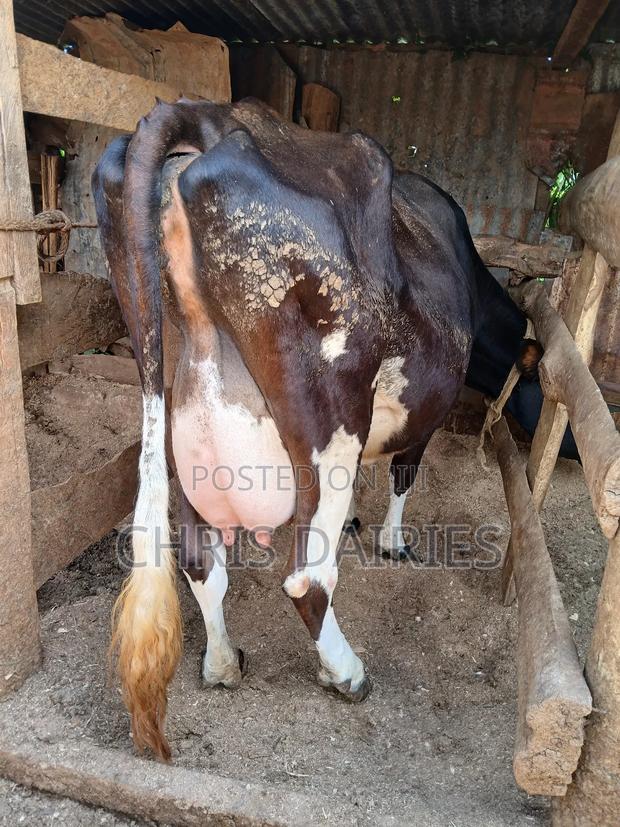 Guernsey Breed - thumbnail 6