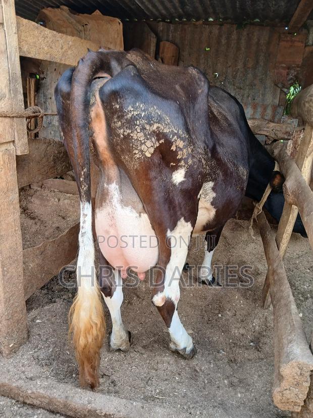 Guernsey Breed - thumbnail 7