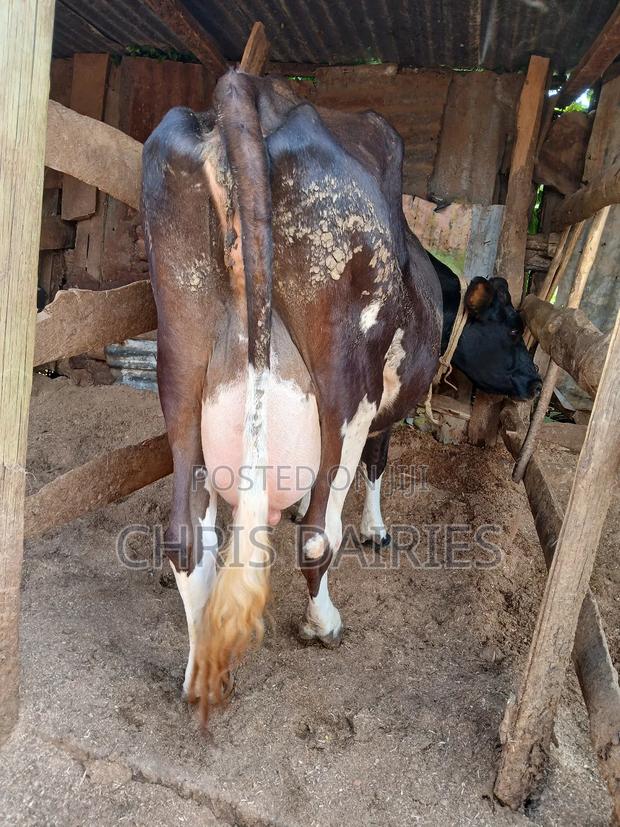 Guernsey Breed - thumbnail 8