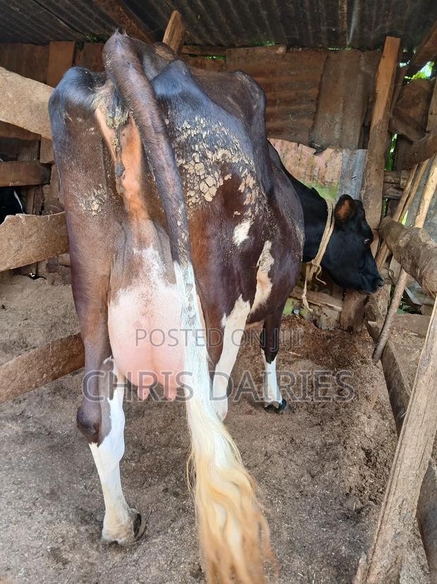 Guernsey Breed - thumbnail 9