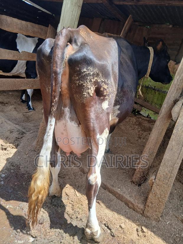 Guernsey Breed - thumbnail 10