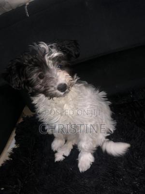 3-6 months Female Purebred Maltese - main view