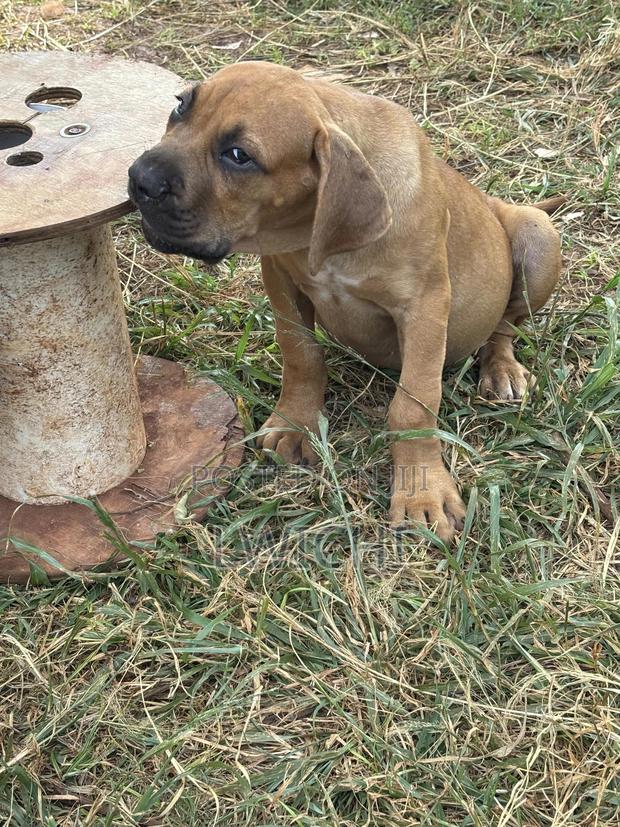 1-3 months Male Purebred Boerboel - thumbnail 10