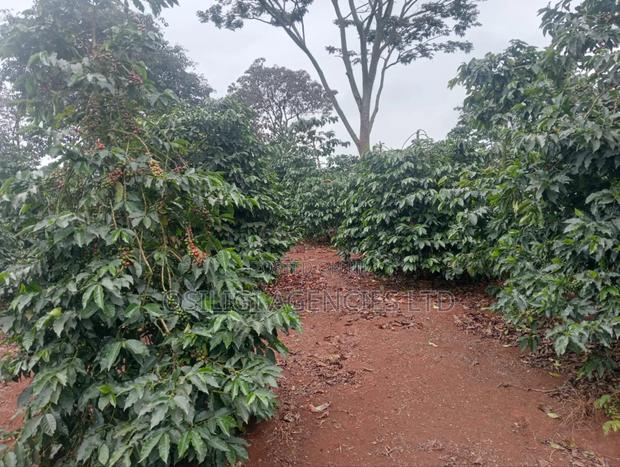 Kiambu 302 Acres Coffee Estate - thumbnail 2