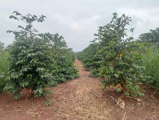 Kiambu 302 Acres Coffee Estate - thumbnail 3
