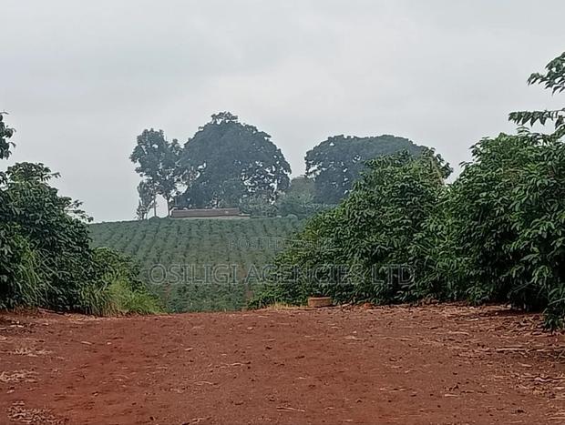 Kiambu 302 Acres Coffee Estate - thumbnail 5