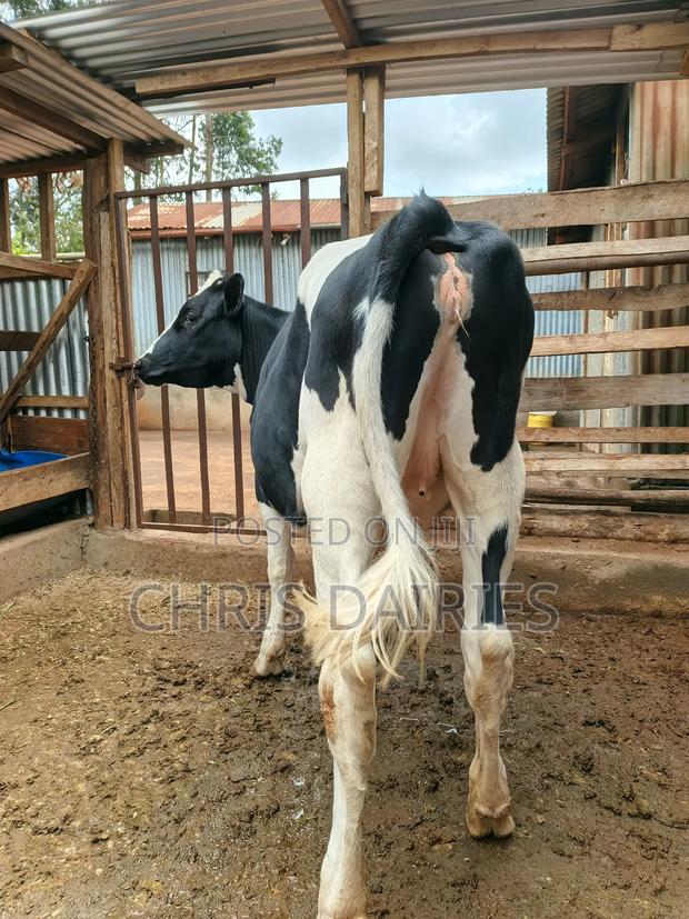 Heifer .To Be Served. - main view