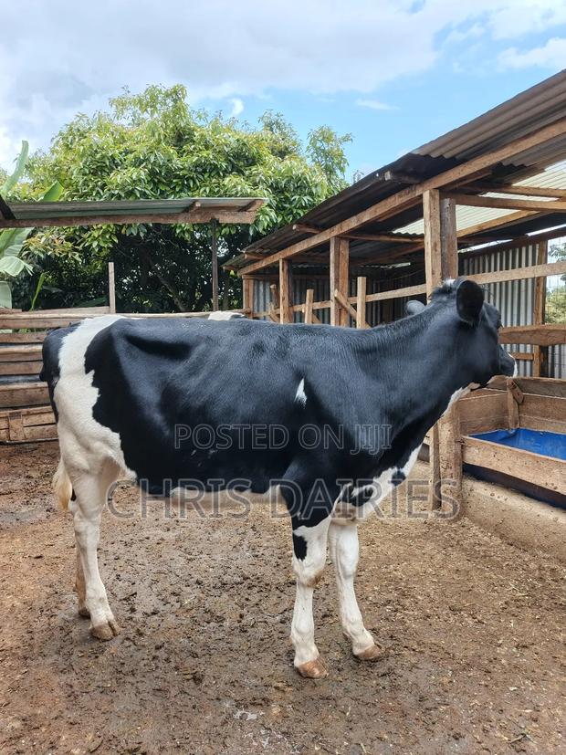 Heifer .To Be Served. - thumbnail 3