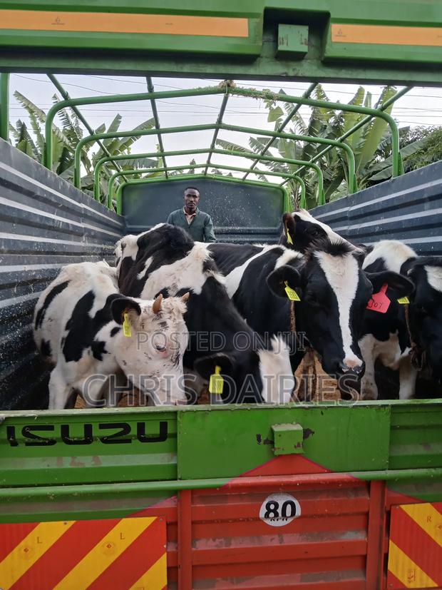 Quality Heifers - thumbnail 3