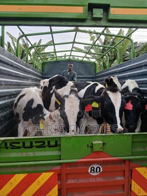 Quality Heifers - thumbnail 2