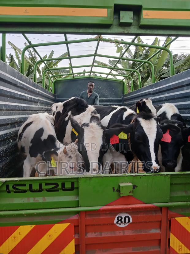 Quality Heifers - main view