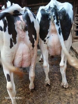 High Yielder Freshians - thumbnail 2