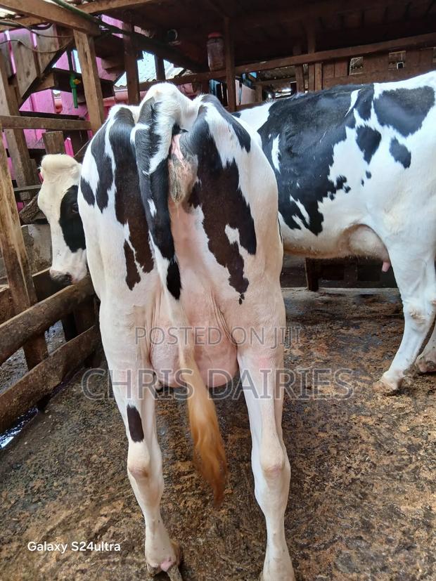 High Yielder Freshians - thumbnail 3