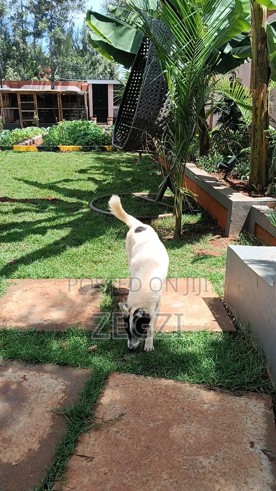 6-12 months Male Mixed Breed Japanese Spitz