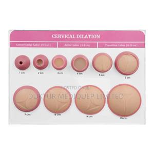 Cervical Dilation Training Models - main view