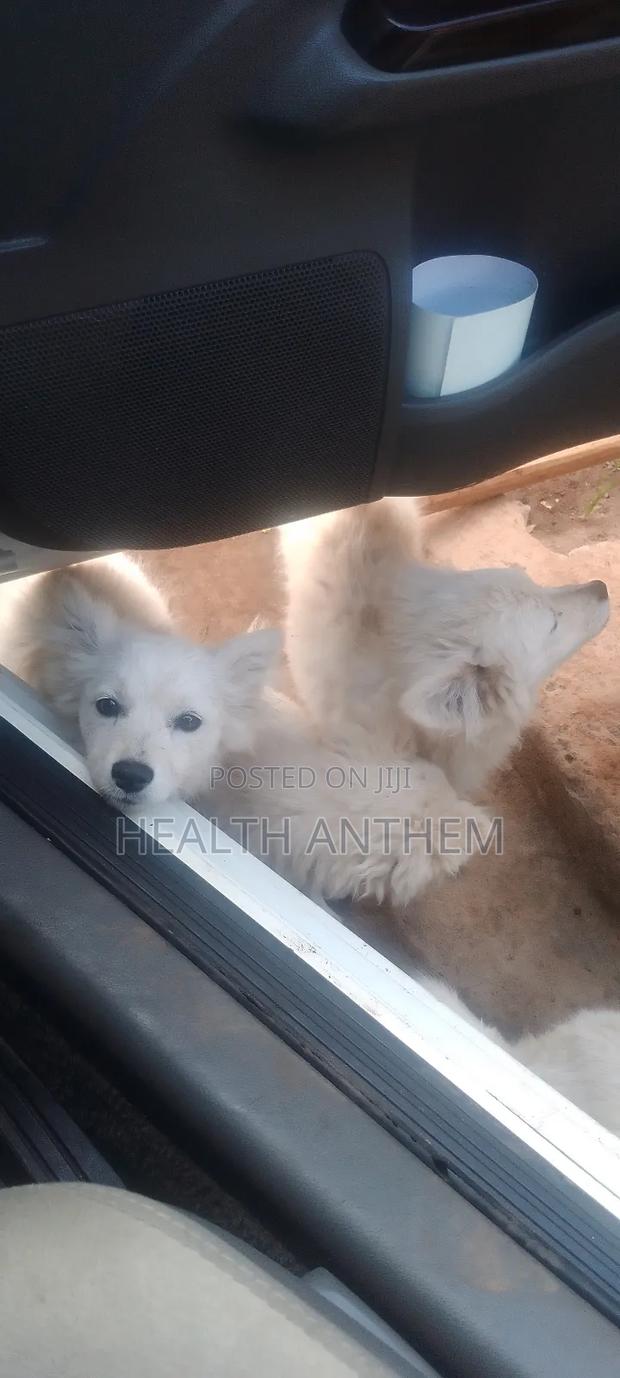 3-6 months Female Purebred Japanese Spitz