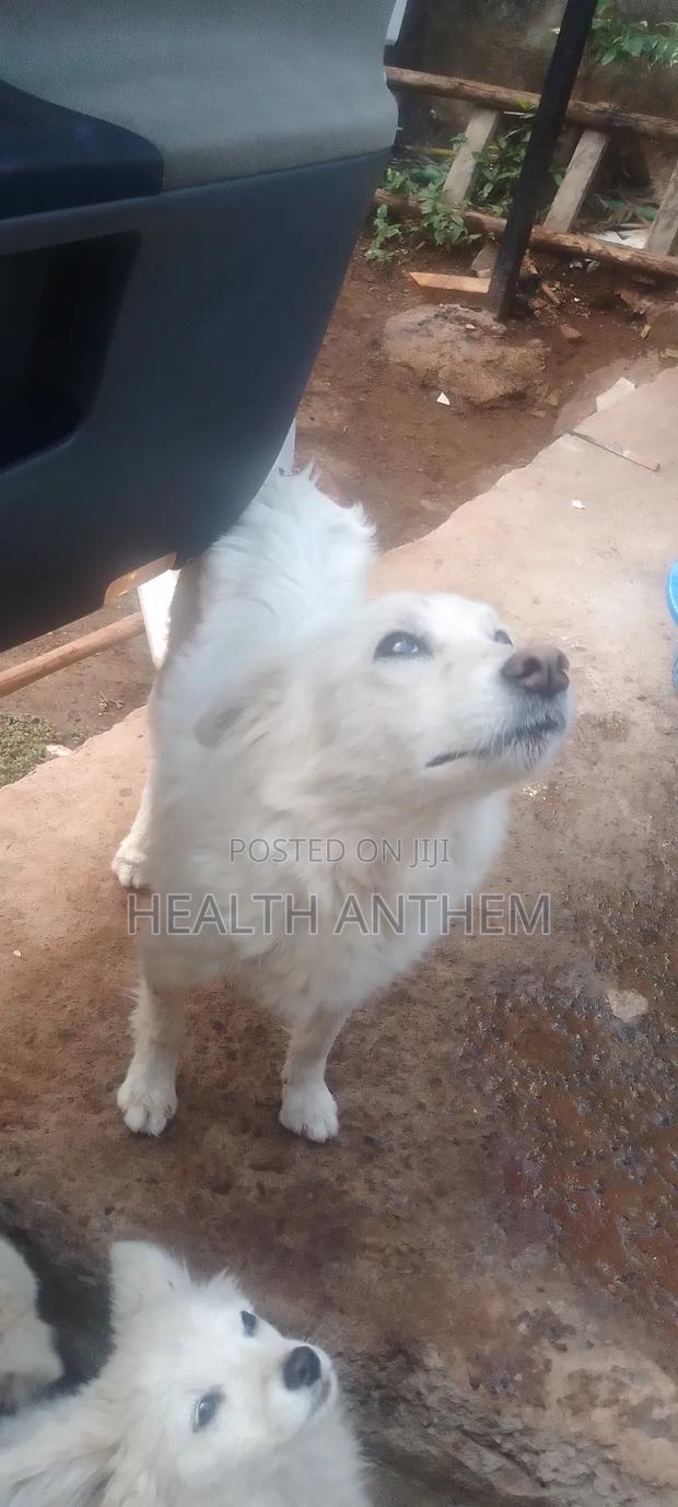 3-6 months Female Purebred Japanese Spitz - thumbnail 2