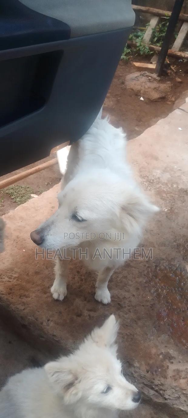 3-6 months Female Purebred Japanese Spitz - thumbnail 3