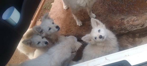 3-6 months Female Purebred Japanese Spitz - thumbnail 4