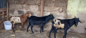 Local Kienyeji for Meat