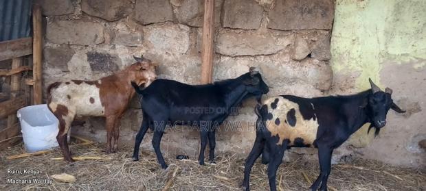Local Kienyeji for Meat