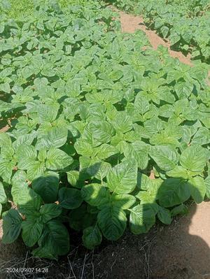 Residential Plots -Bububu - thumbnail 2