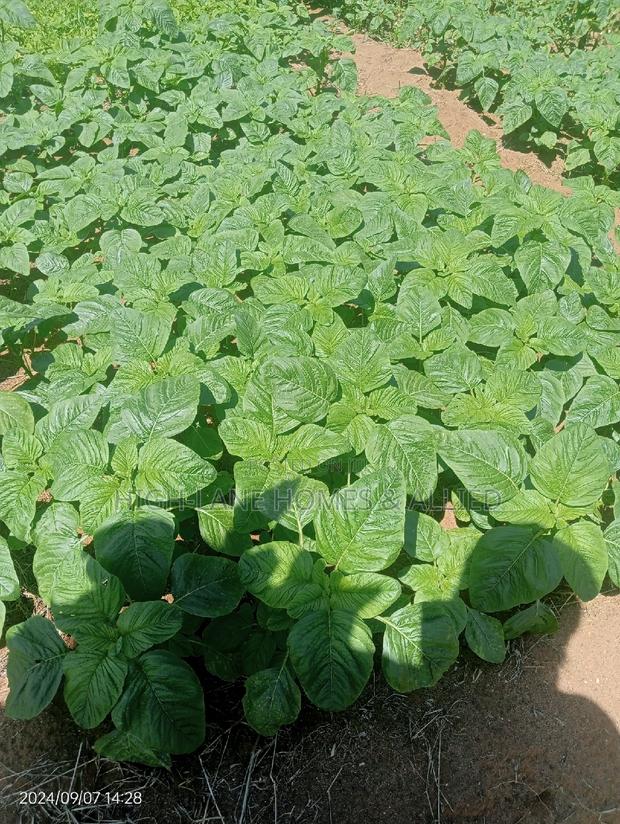 Residential Plots -Bububu - main view